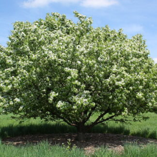 Siberian Crabapple