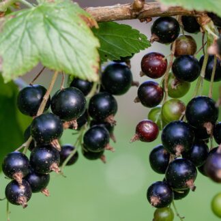 Black Currant 'Savanna Zing'