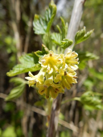 American Black Currant - Image 2