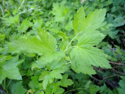American Black Currant - Image 3