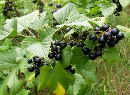 American Black Currant