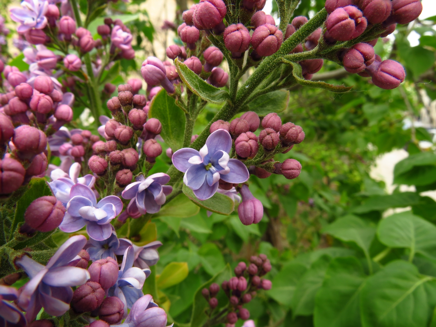 Common Lilac - Image 4