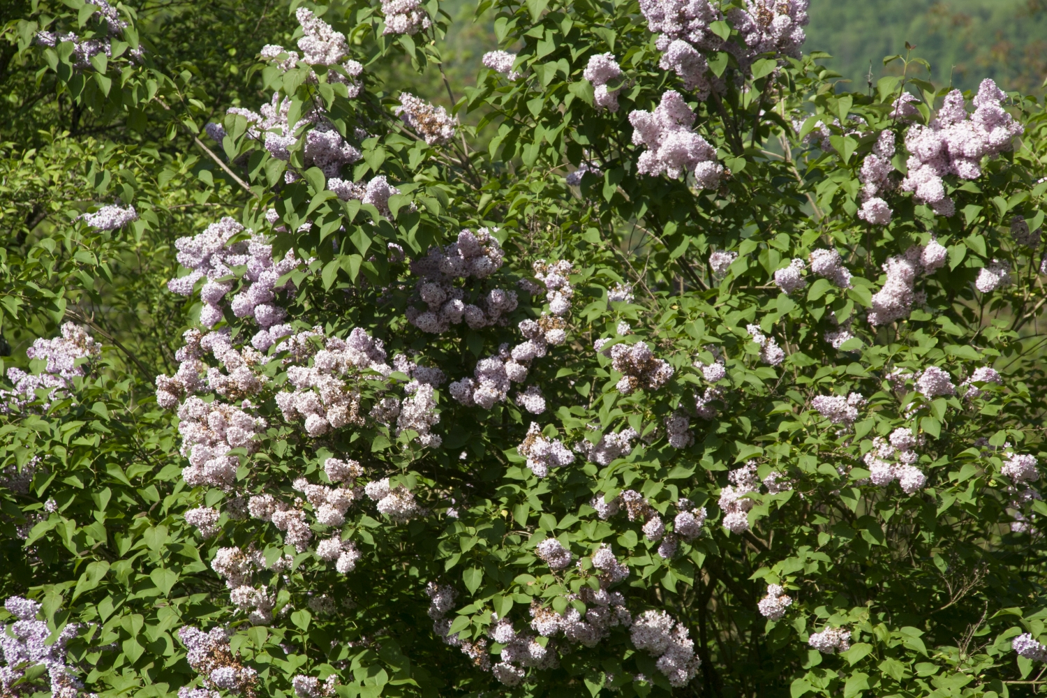Common Lilac - Image 3