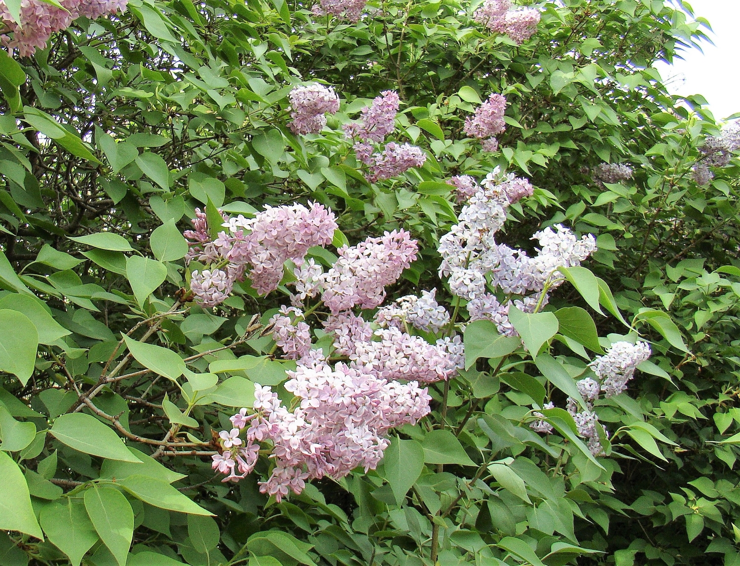 Common Lilac - Image 2