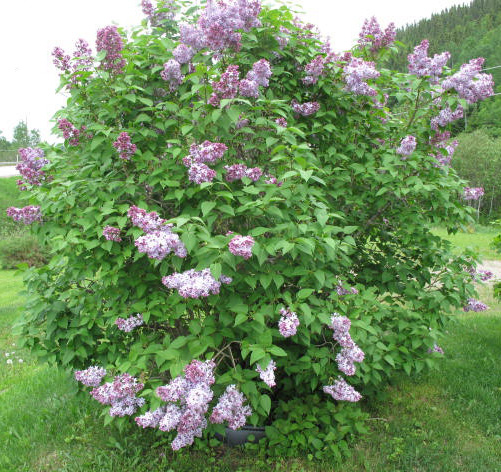 Common Lilac - Image 5
