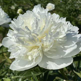 Duchesse de Nemours peony